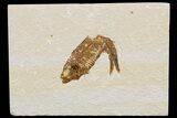 Detailed Fossil Fish (Knightia) - Wyoming #174694-1